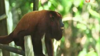 Selva Peru - Documental Amazonas - Parte 1 [Full HD 1080p]
